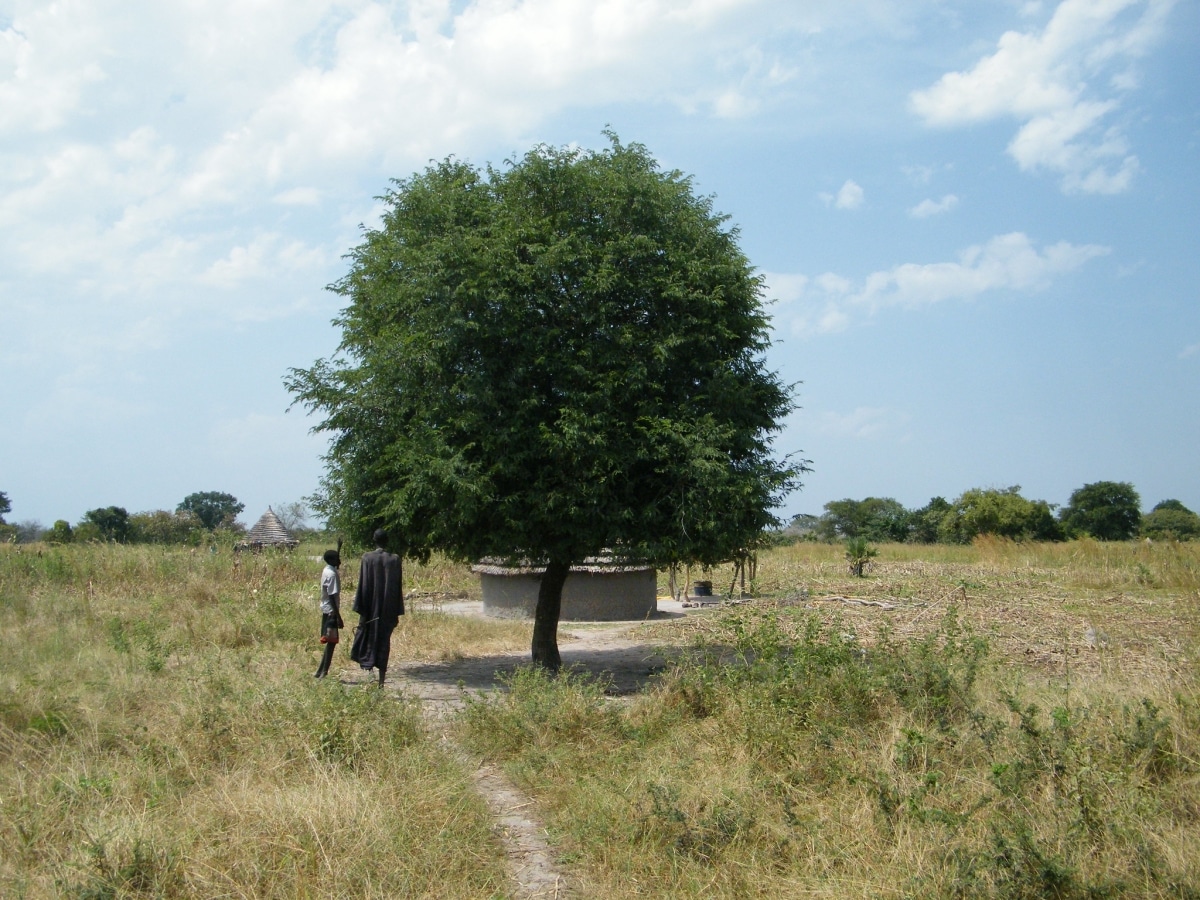 Tamarind is a tropical tree