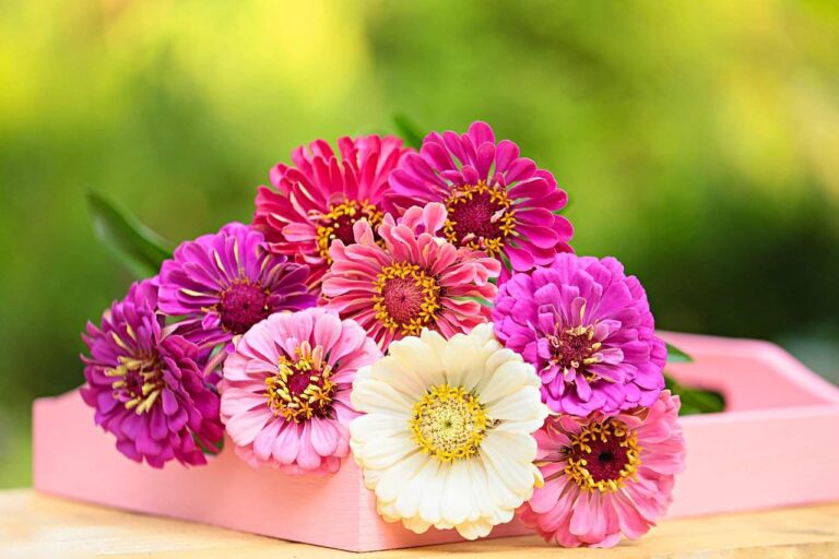 margarita gerbera