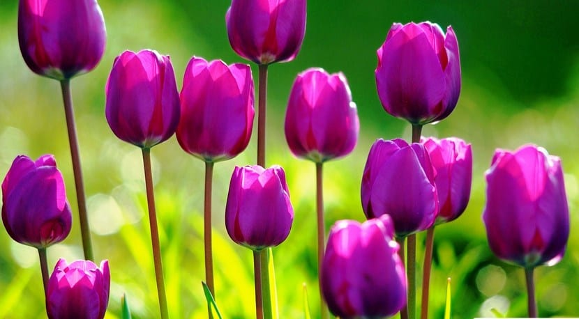 tulips