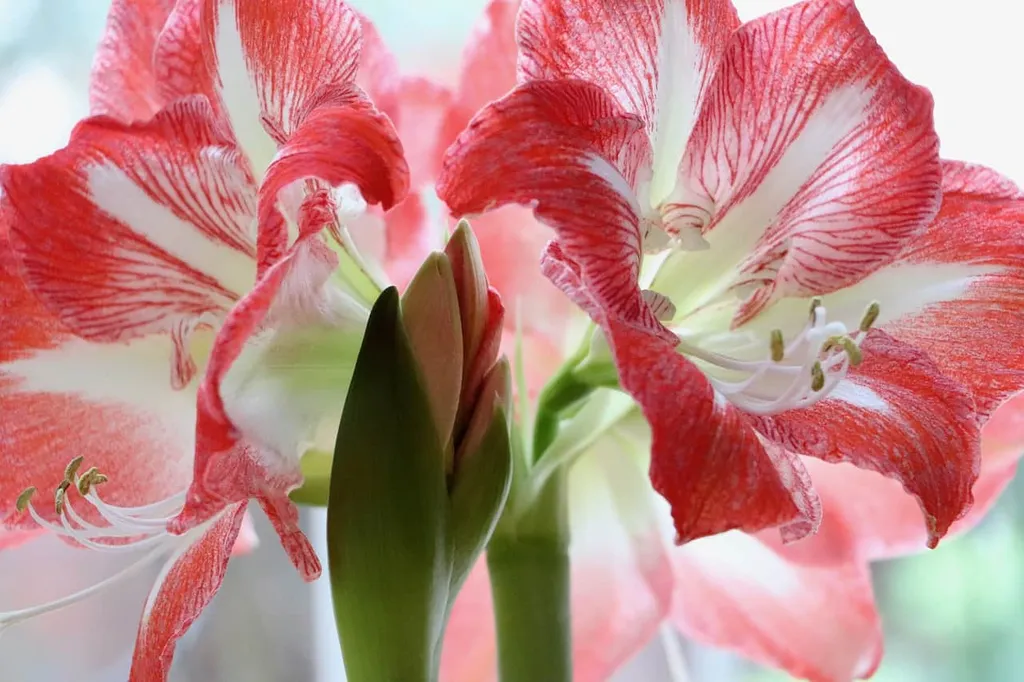 Flores rosadas en el artículo ¿Qué se hace con los bulbos de amarilis después de que florecen?