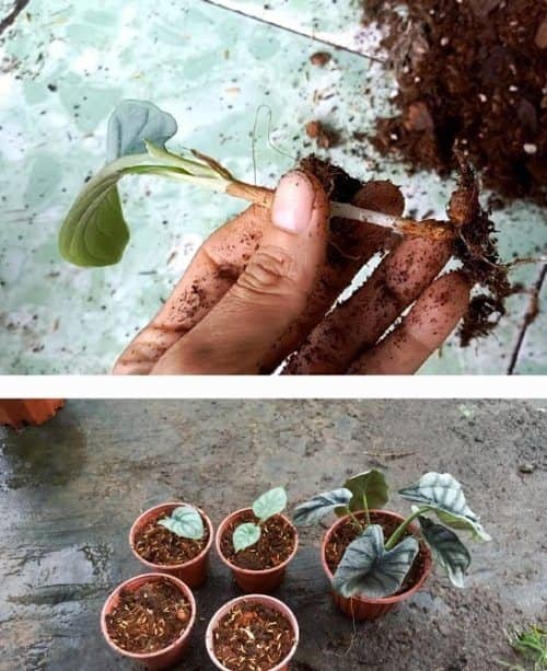 propagate Alocasia Silver Dragon