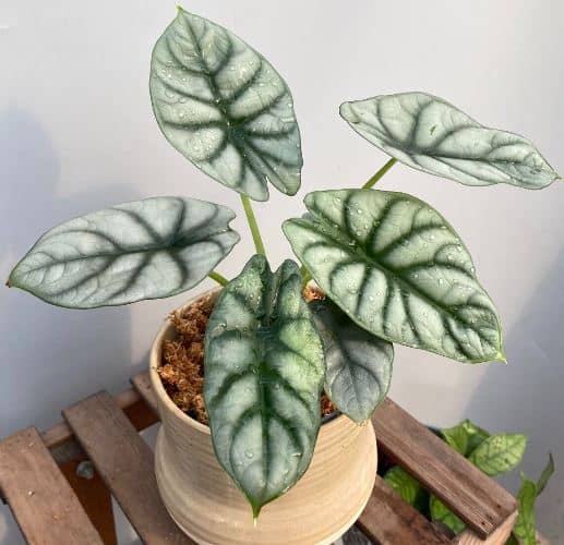 cultivar Alocasia Silver Dragon