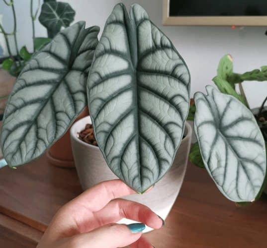 cultivar Alocasia Silver Dragon