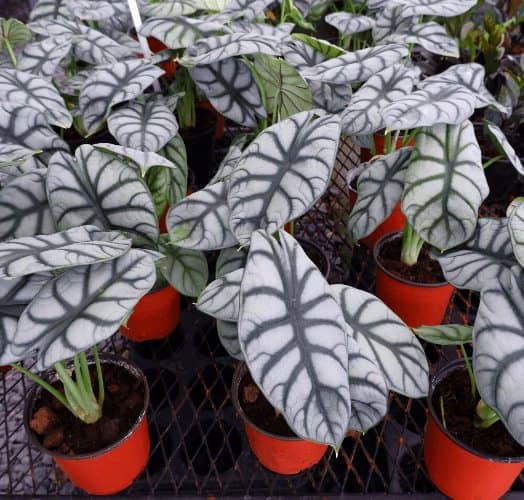 cultivar Alocasia Silver Dragon