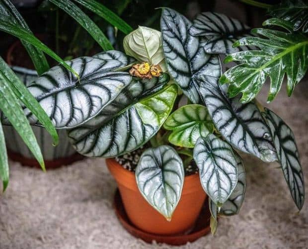 cultivar Alocasia Silver Dragon