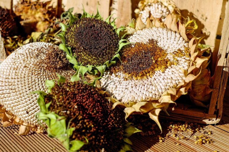 Para secar un girasol hay que esperar a que haya madurado