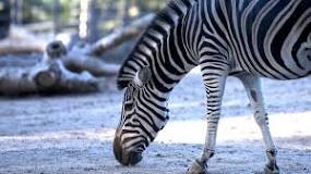 Why don't zebras ride?