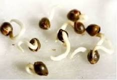 What hydrogen peroxide is used to germinate seeds? What hydrogen peroxide is used to germinate seeds?