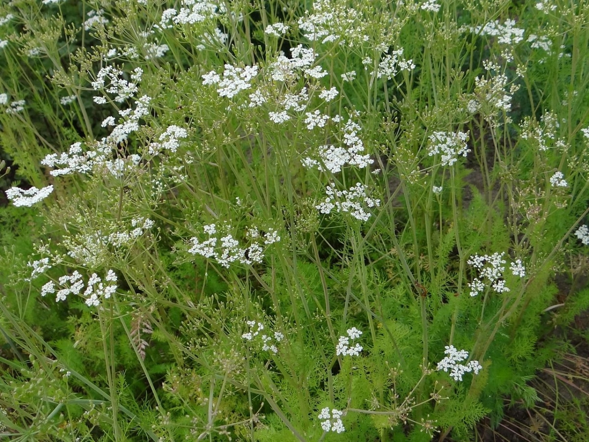 Caraway is a medicinal plant