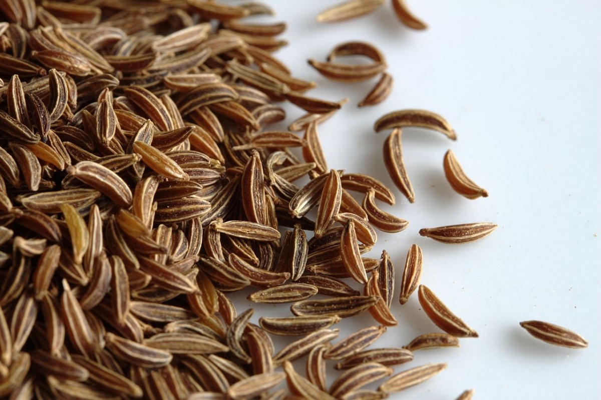 Carum carvi seeds are sown in spring