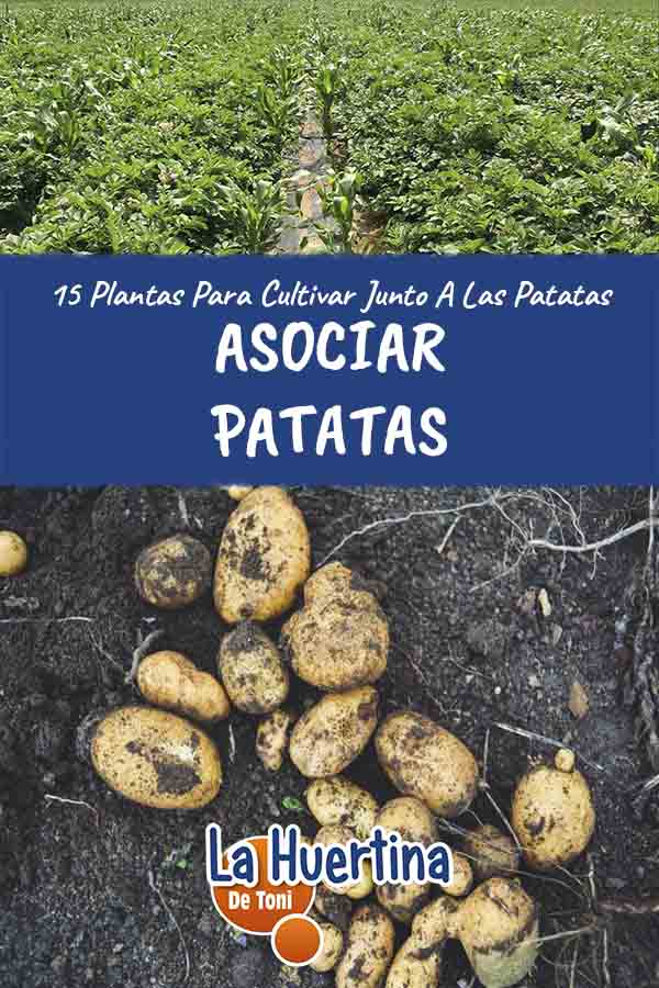 potatoes associated with crops