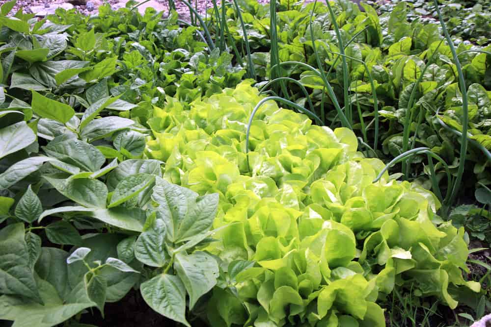 28 Perfect Lettuce Companion Plants and Some to Avoid