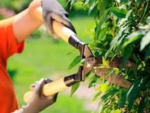 When is the best time to prune plants?