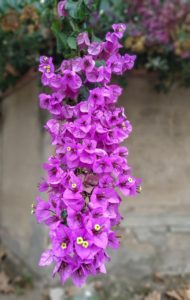 a pink bougainvillea