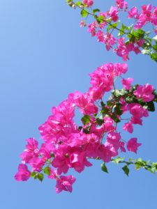 A blooming bougainvillea