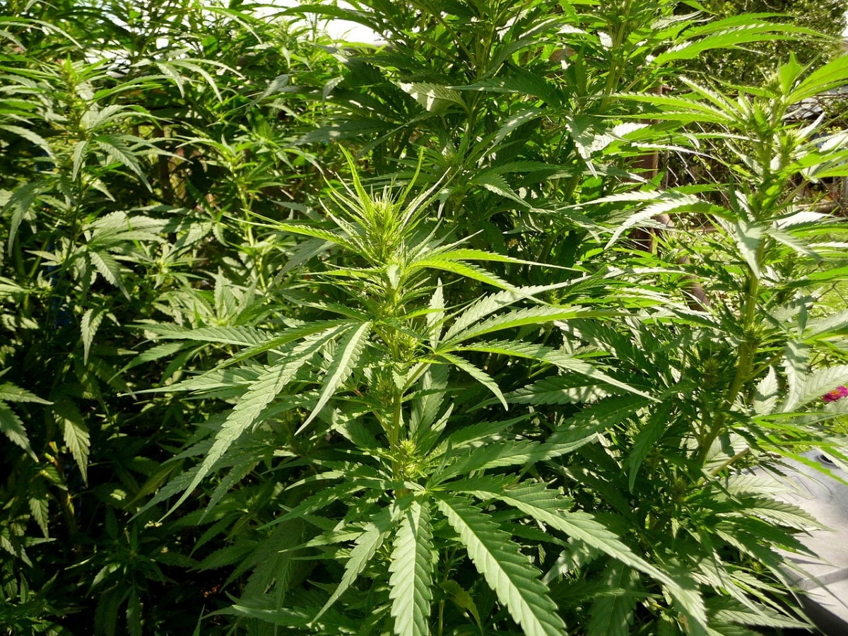 Marijuana is a short-lived plant