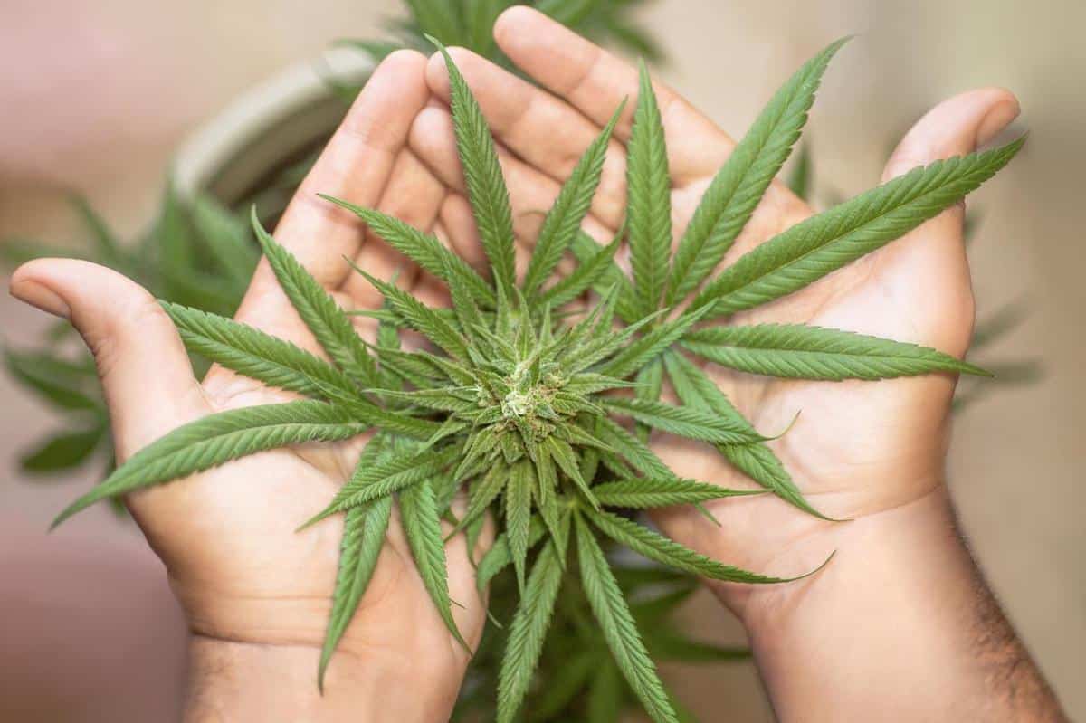 You have to pay for marijuana before it flowers