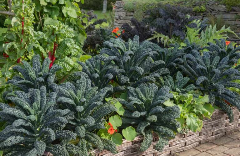 14 Best Companion Plants for Brassicas (Cabbage, Broccoli, Brussels Sprouts, Cauliflower, etc.)