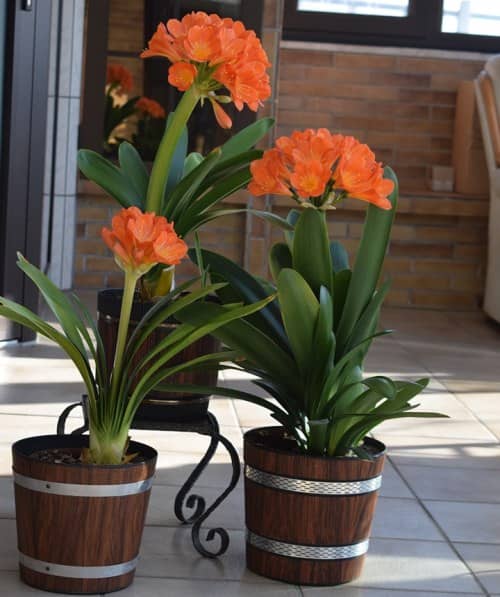 indoor flowers