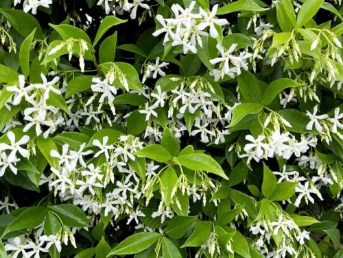 indoor flowers