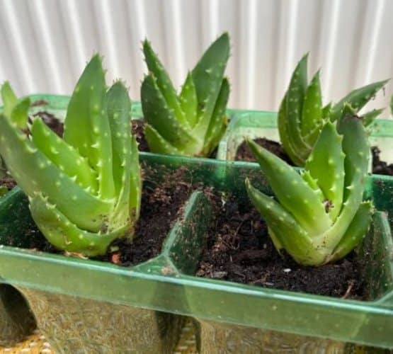 grow aloe nobilis