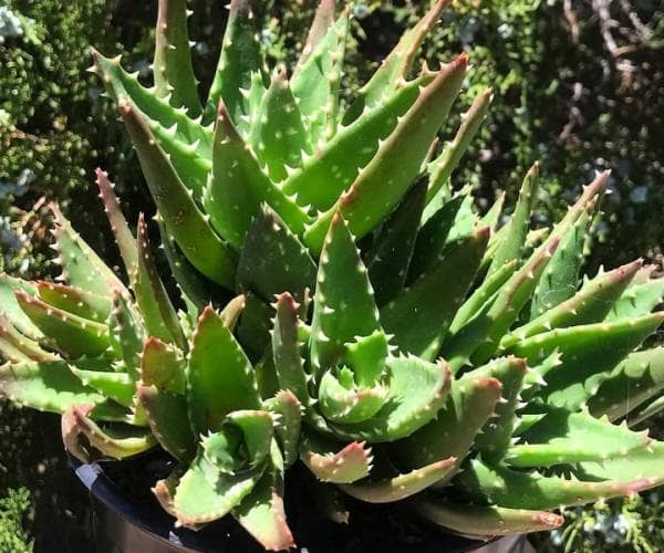 caring for aloe nobilis