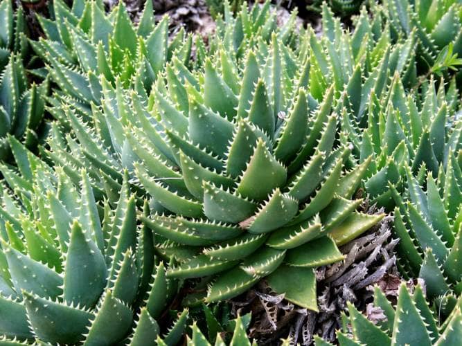 grow aloe nobilis care