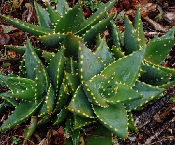 aloe nobilis care