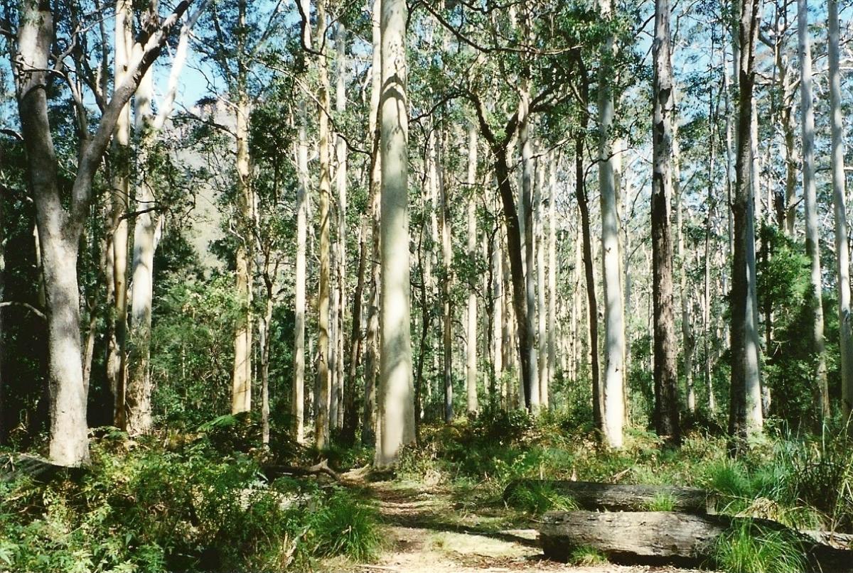 Eucalyptus forest is in Australia