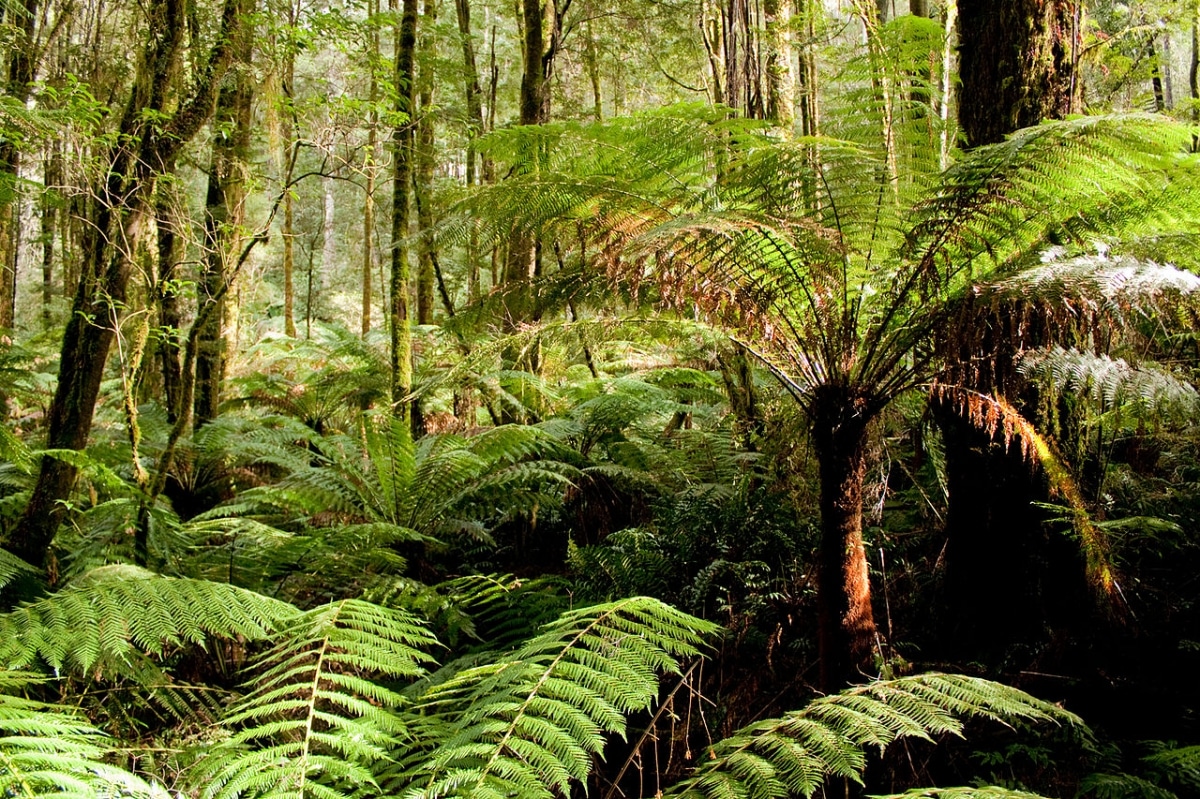 The Australian rainforest is home to many plants