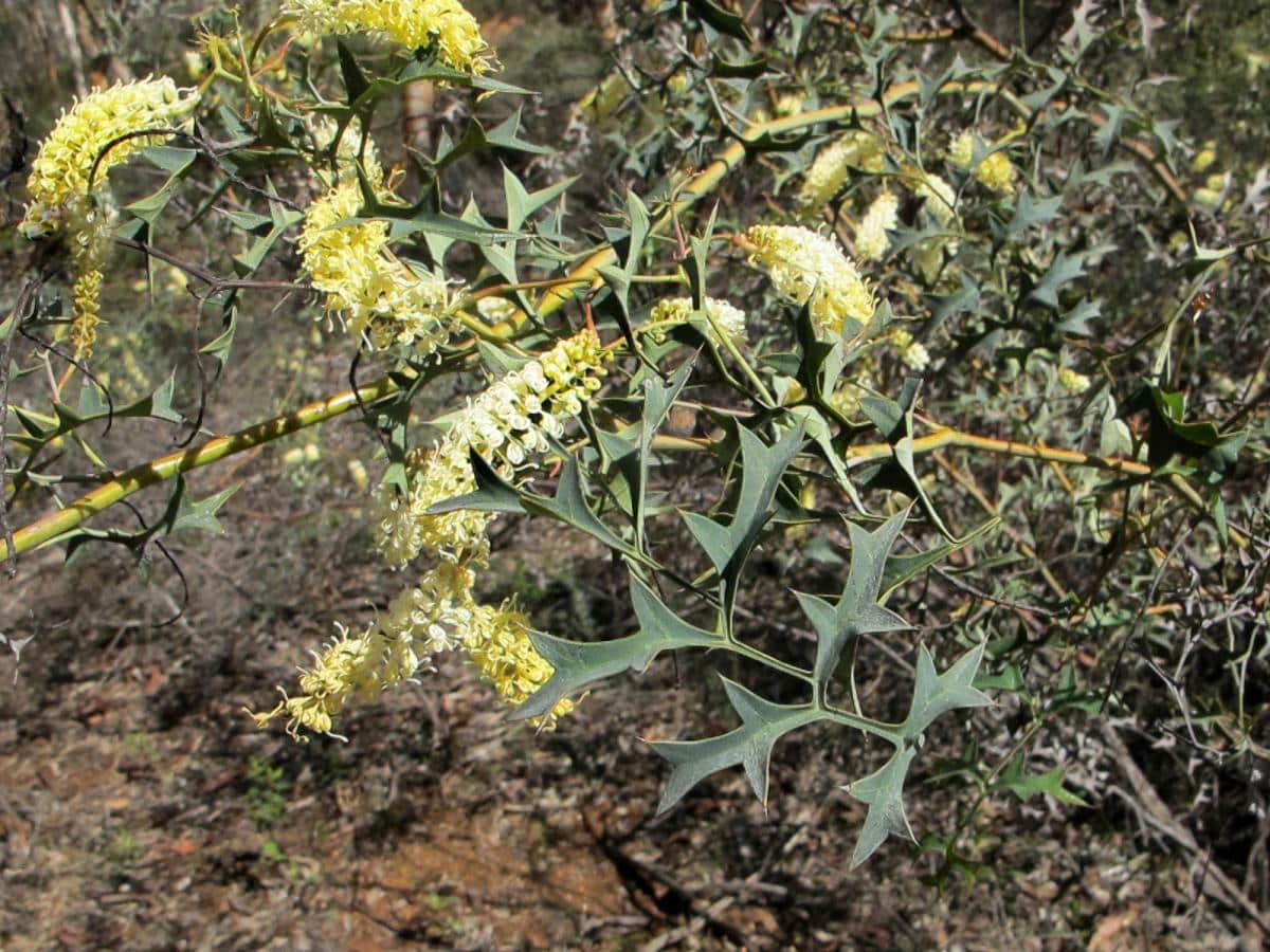 Grevillea flexuosa is a small plant