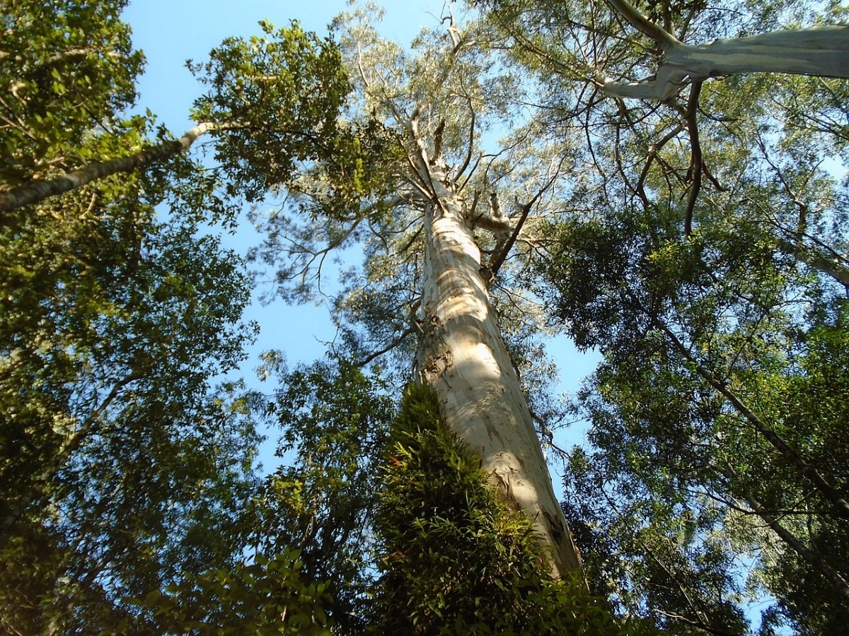 The giant rubber tree is an Australian tree