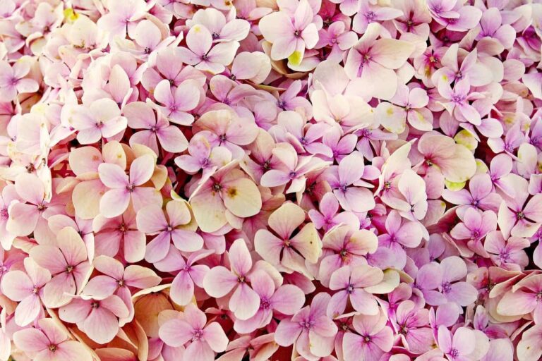 Muchas flores rosadas en el artículo Cómo evitar que las hojas se quemen en la hortensia