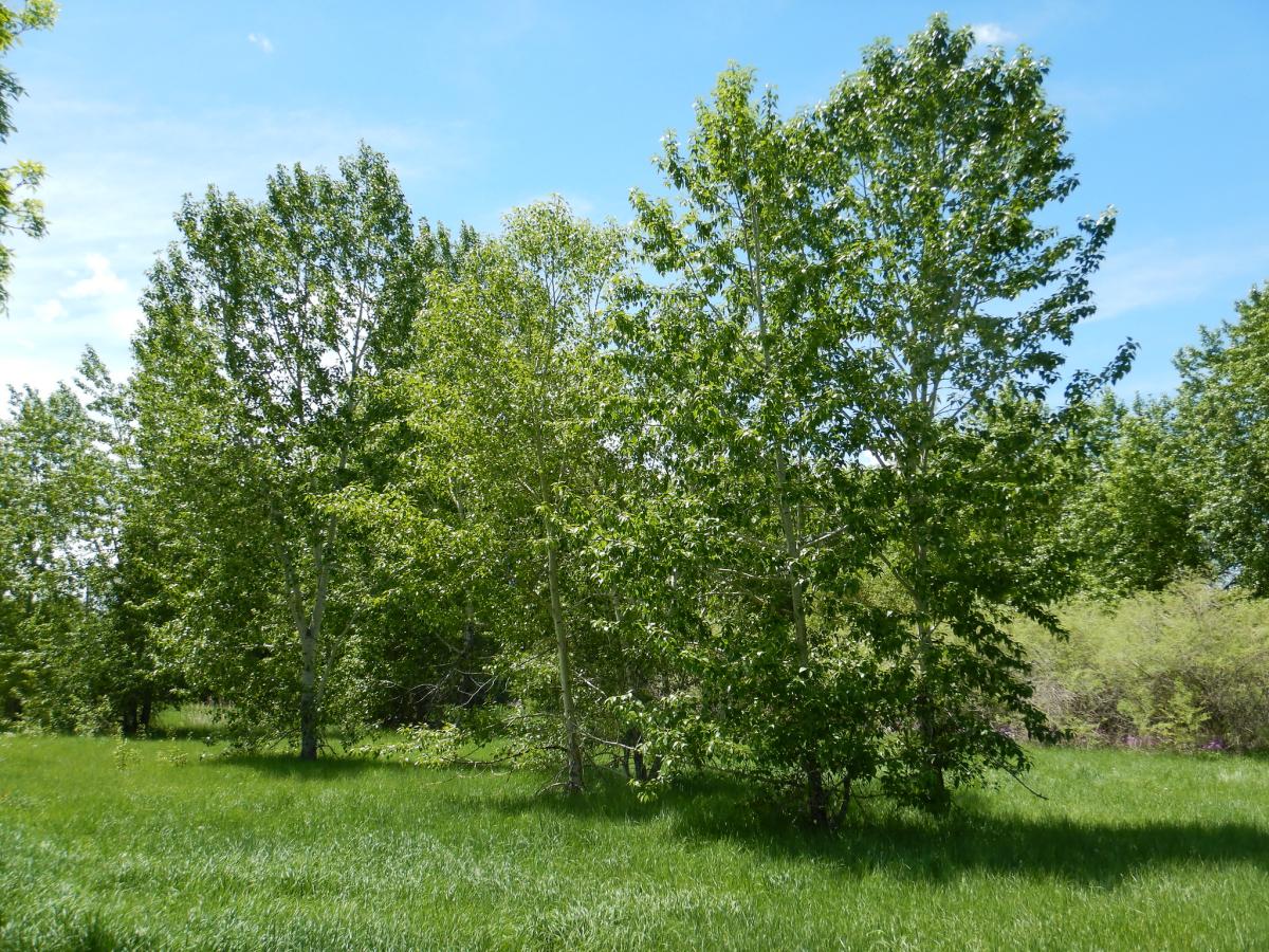 Poplars are deciduous trees