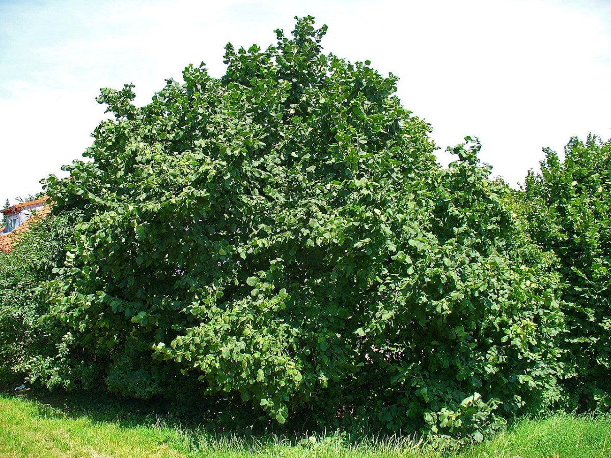 The hazel is a deciduous tree