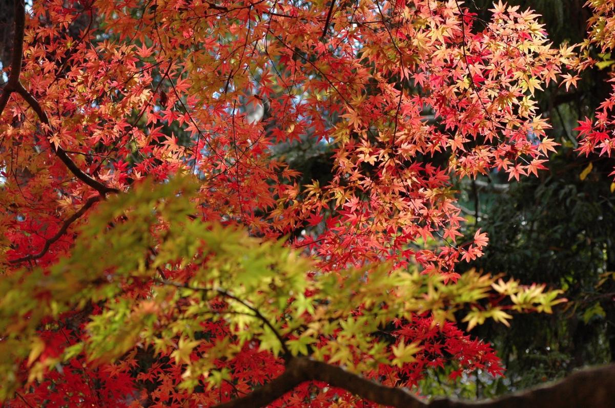 Maples are deciduous plants