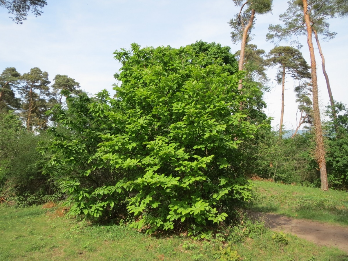 Chestnut is a deciduous tree