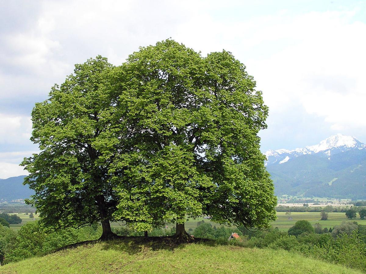 The lime tree is an oceanic climate tree