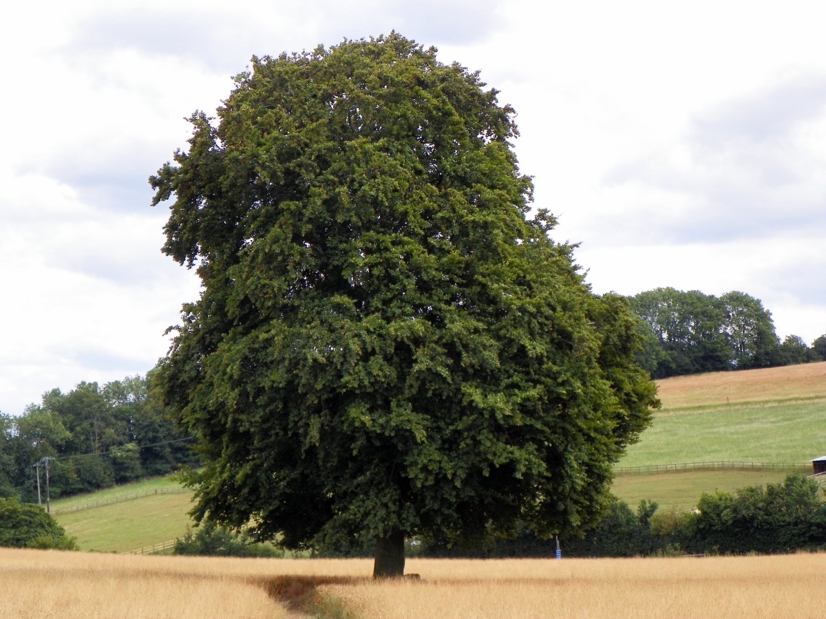 Beech is a deciduous tree