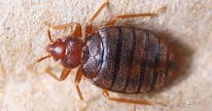 How to get rid of bed bugs and cockroaches?