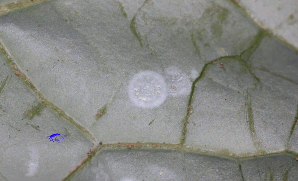 cochineal eggs cochineal eggs