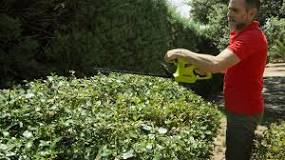 When should hedges be trimmed?
