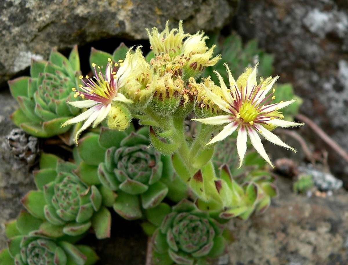 There are several types of sempervivum