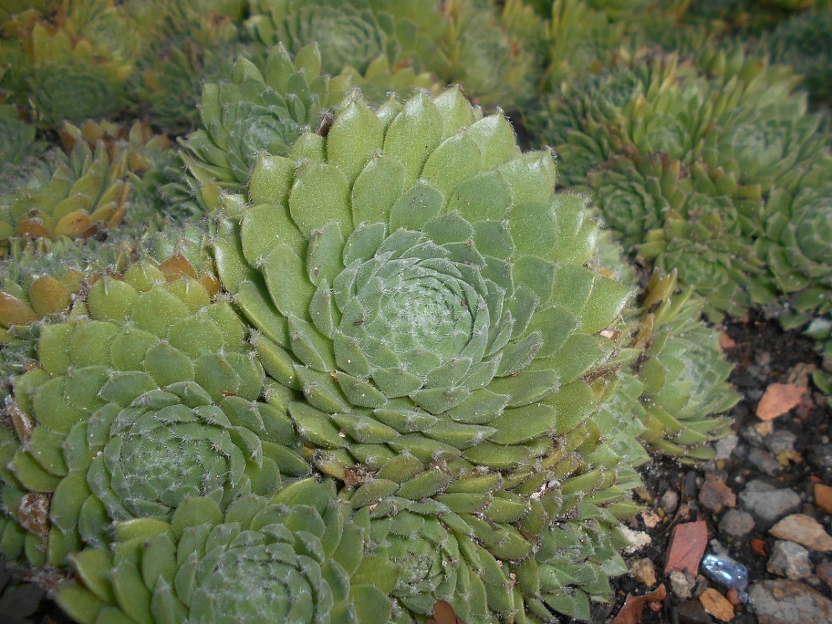 Sempervivum ciliosum is a perennial plant