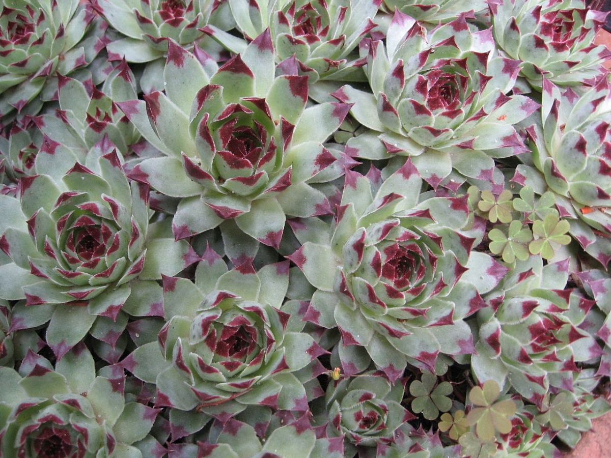 Sempervivum calcareum is a perennial succulent