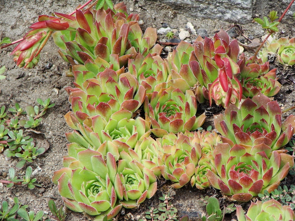 Sempervivum heuffelii is a small succulent