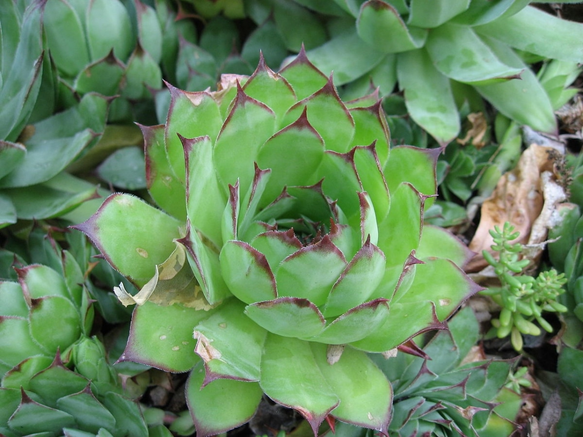 Sempervivum tectorum is a small succulent