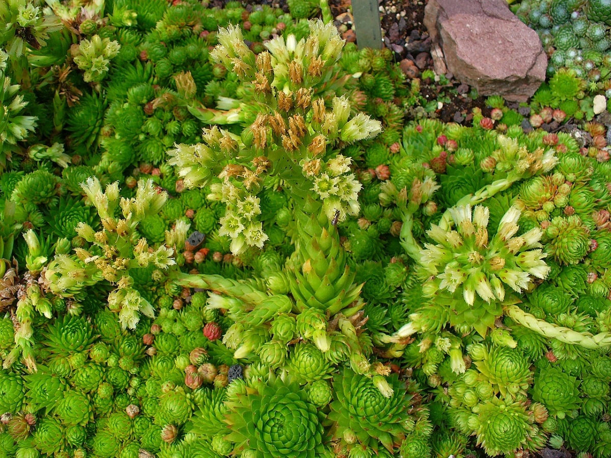 Sempervivum is an easy succulent