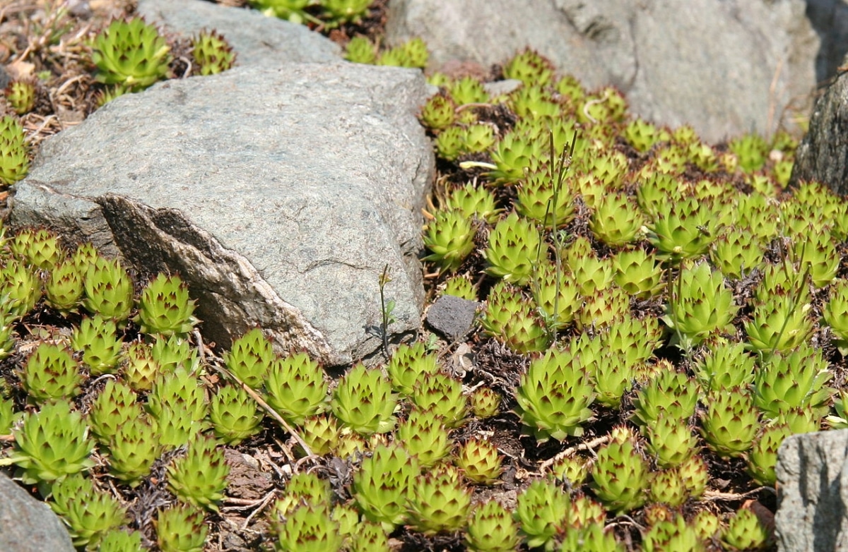 Sempervivum macedonicum is a green plant