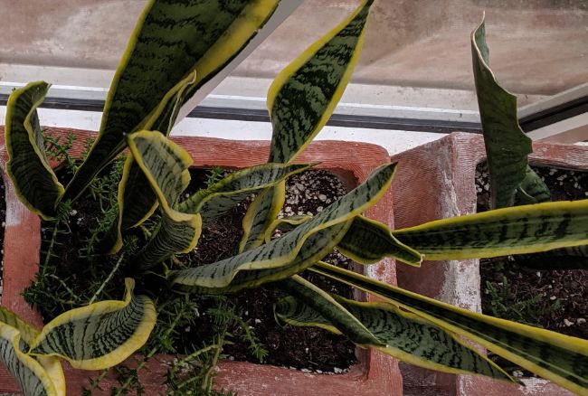 snake plant brown spikes sansevieria trifasciata